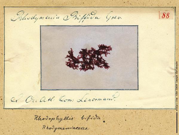 Rhodophyllis divaricata_88.jpg